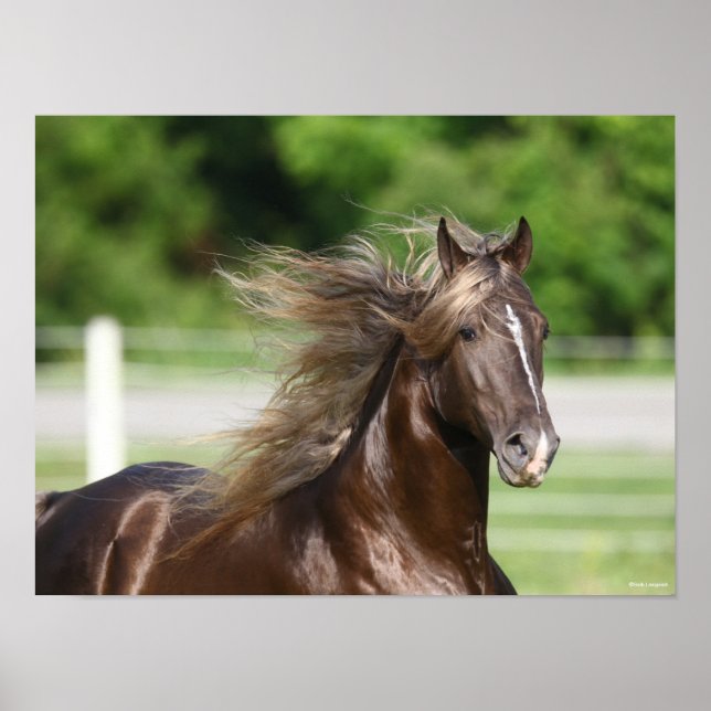 Rocky Mountain Horse Stallion Headshot Poster (Front)
