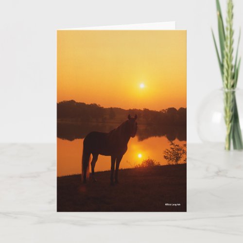 Rocky Mountain Horse Standing in Sunset Card