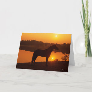 Rocky Mountain Horse Standing In Sunset Card
