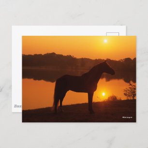 Rocky Mountain Horse Standing In Sunset Postcard