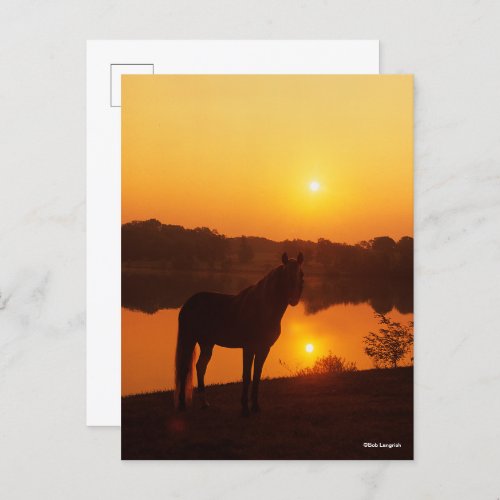Rocky Mountain Horse Standing in Sunset Postcard