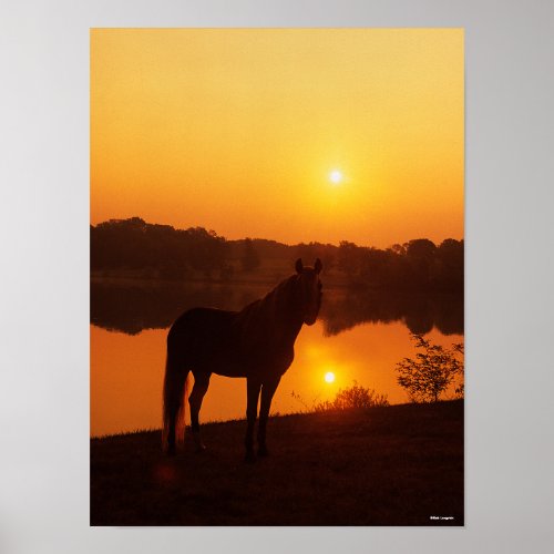 Rocky Mountain Horse Standing in Sunset Poster