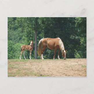 Rocky Mountain mare and colt Postcard