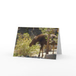 Rocky Mountain Moose Nature Photography Card