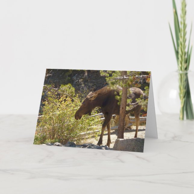 Rocky Mountain Moose Nature Photography Card (Front)