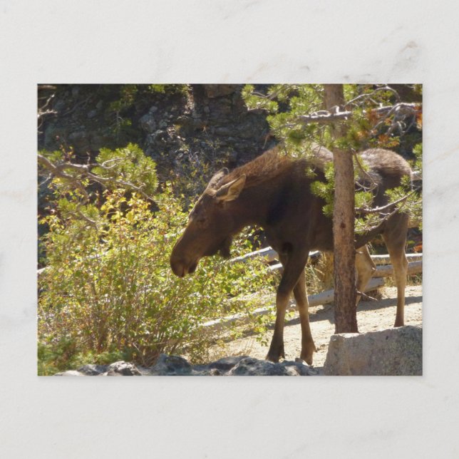 Rocky Mountain Moose Nature Photography Postcard (Front)