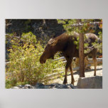 Rocky Mountain Moose Nature Photography Poster