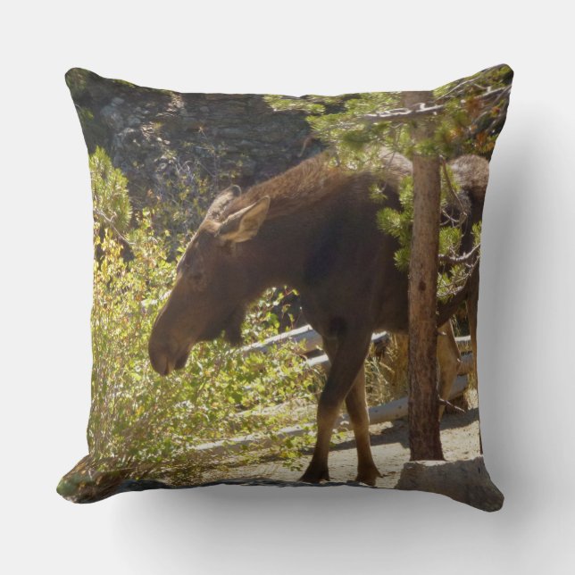 Rocky Mountain Moose Nature Photography Throw Pillow (Front)