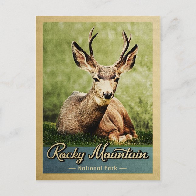 Rocky Mountain National Park Deer Vintage Postcard (Front)