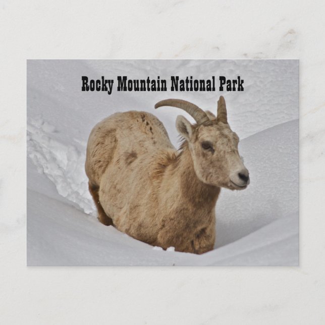 Rocky Mountain National Park Wildlife Postcard (Front)