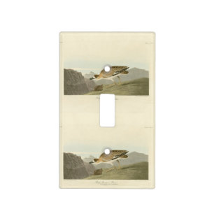 Rocky Mountain Plover - Audubon's Birds of America Light Switch Cover