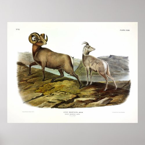 Rocky Mountain Sheep Bighorn Sheep by Audubon Poster