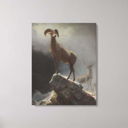 Rocky Mountain Sheep or Big Horn Ovis Montana c Canvas Print