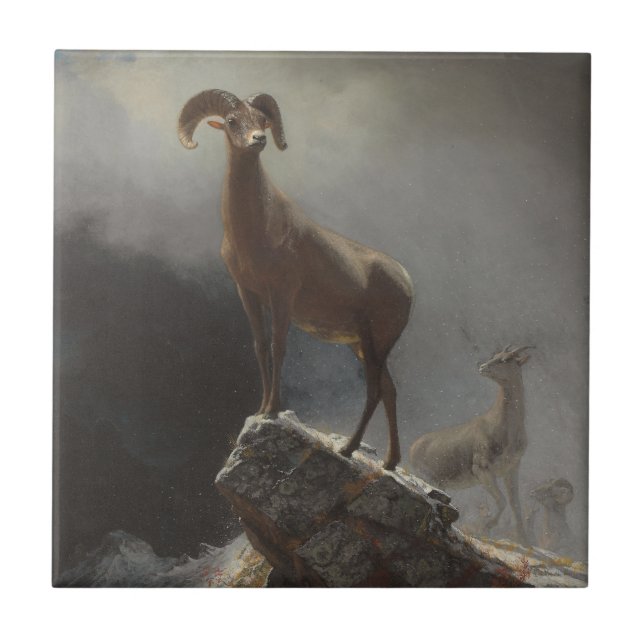 Rocky Mountain Sheep or Big Horn, Ovis, Montana, c Ceramic Tile (Front)