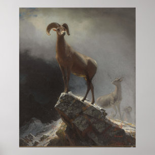 Rocky Mountain Sheep or Big Horn, Ovis, Montana, c Poster