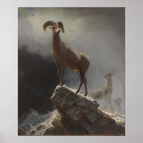 Rocky Mountain Sheep or Big Horn Ovis Montana c Poster