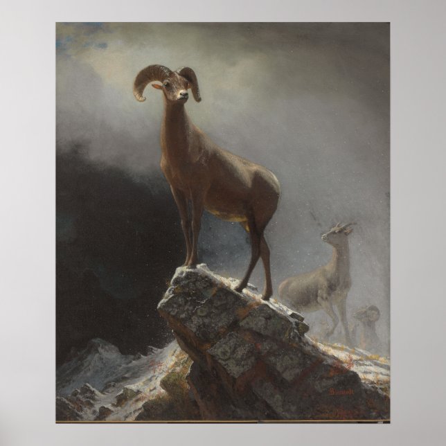 Rocky Mountain Sheep or Big Horn, Ovis, Montana, c Poster (Front)