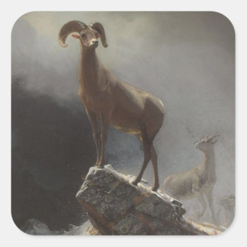 Rocky Mountain Sheep or Big Horn Ovis Montana c Square Sticker