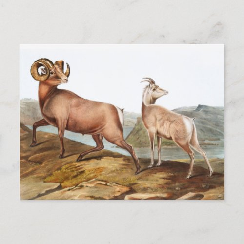 Rocky Mountain Sheep Ovis montana Illustration Postcard