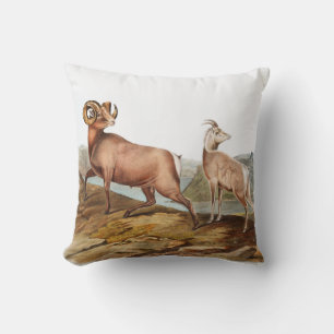Rocky Mountain Sheep (Ovis montana) Illustration Throw Pillow