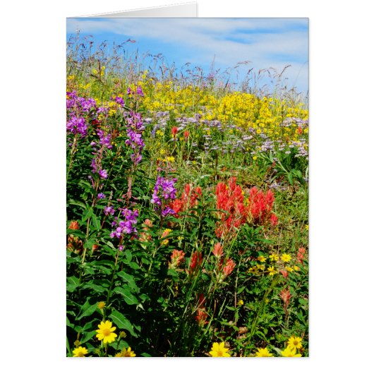 Rocky Mountain Wildflowers (Front)