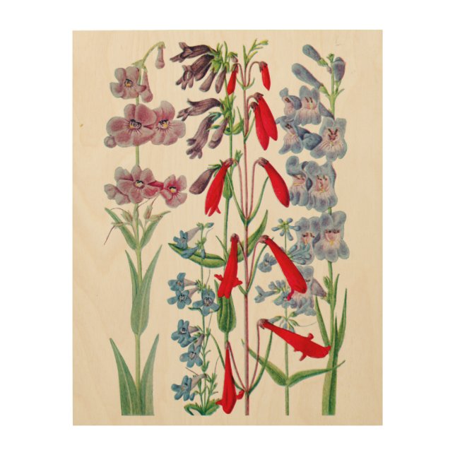 Rocky Mountain Wildflowers Botanical Wood Wall Art (Front)