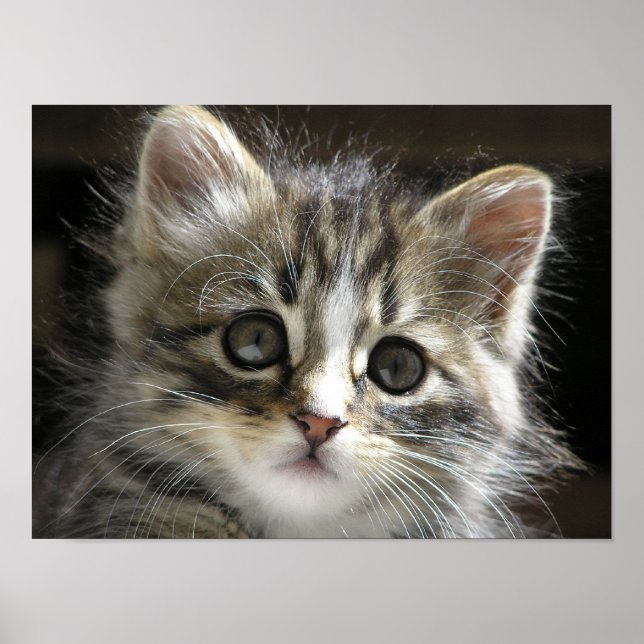 Rocky the Kitten Poster 2 (Front)
