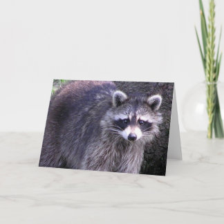 Rocky the Raccoon Card