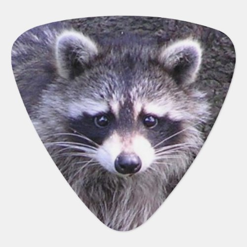 Rocky the Raccoon Guitar Pick