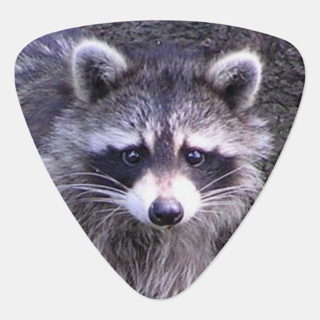 Rocky the Raccoon Guitar Pick (Front)