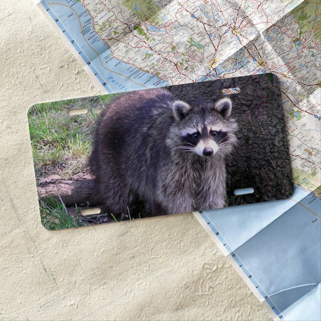 Rocky the Raccoon License Plate (In Situ)