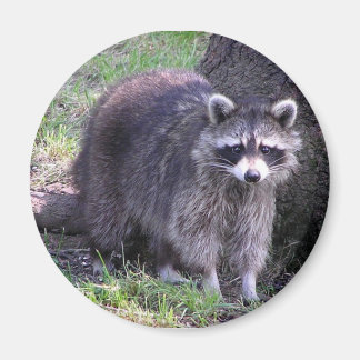 Rocky the Raccoon Magnet