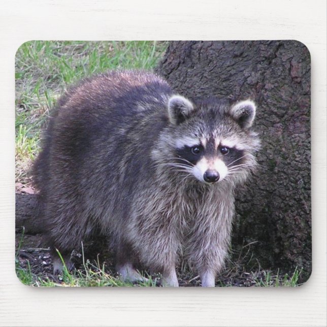 Rocky the Raccoon Mouse Pad (Front)