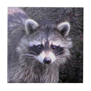 Rocky the Raccoon Tile