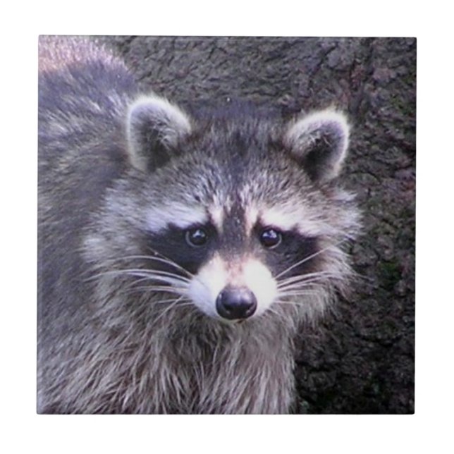 Rocky the Raccoon Tile (Front)