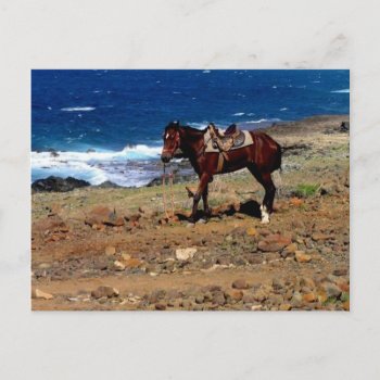 Rode On The Beach  Saddled Horse Postcard by MehrFarbeImLeben at Zazzle