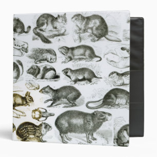 Rodentia-Rodents or Gnawing Animals 3 Ring Binder