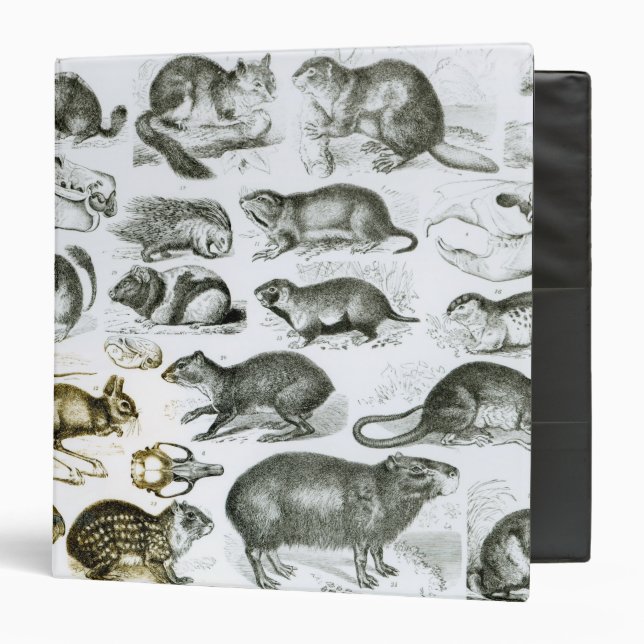 Rodentia-Rodents or Gnawing Animals 3 Ring Binder (Front/Inside)