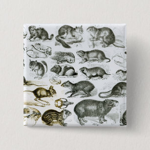 Best Gnawing Animal Gift Ideas | Zazzle Best Gnawing Animal Gift Ideas | Zazzle