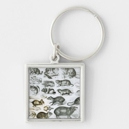 Rodentia_Rodents or Gnawing Animals Keychain