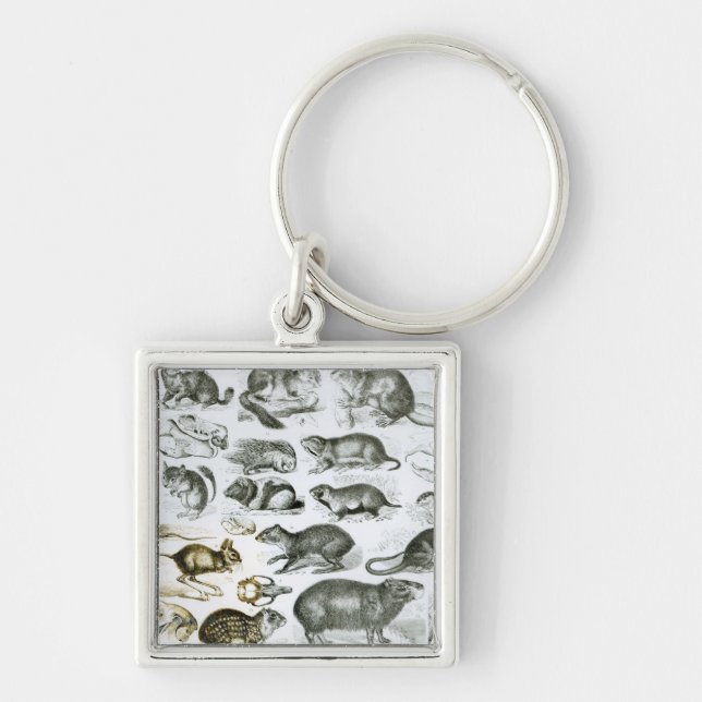 Rodentia-Rodents or Gnawing Animals Keychain (Front)
