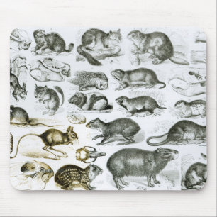 Rodentia-Rodents or Gnawing Animals Mouse Pad