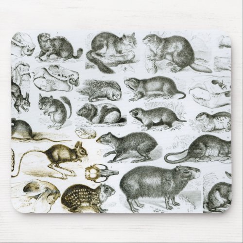 Rodentia_Rodents or Gnawing Animals Mouse Pad