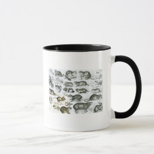 Rodentia-Rodents or Gnawing Animals Mug