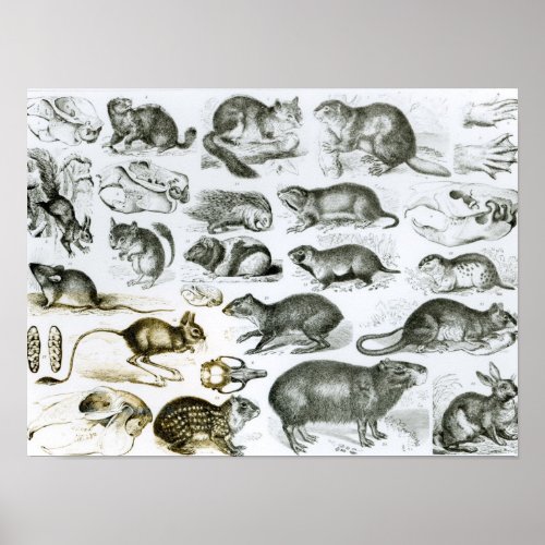 Rodentia_Rodents or Gnawing Animals Poster