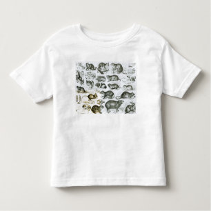 Rodentia-Rodents or Gnawing Animals Toddler T-shirt