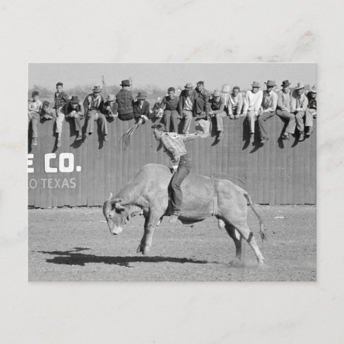Rodeo Bull Rider 1940 Postcard