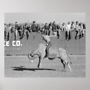 Rodeo Bull Rider, 1940. Vintage Photo Poster