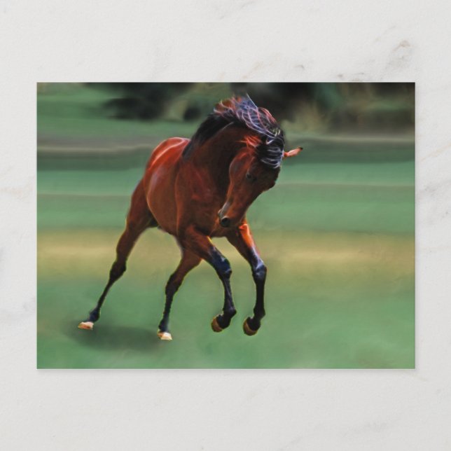Rodeo horse for the cowboy postcard (Front)
