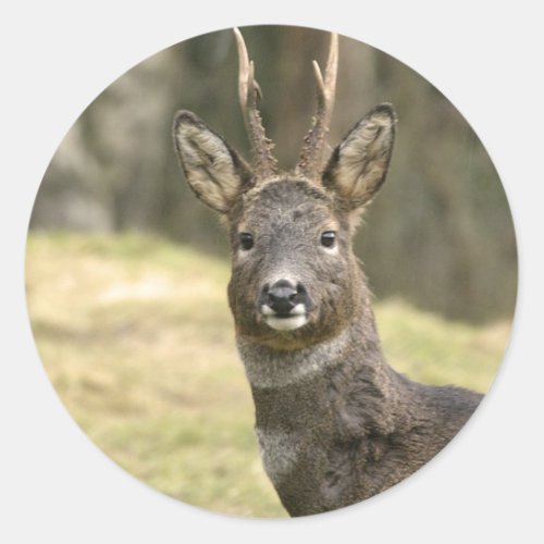 Roe Deer Buck Stickers